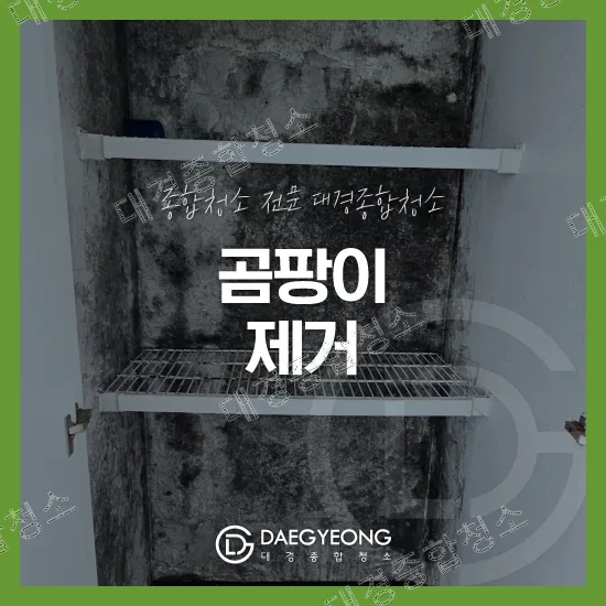 부평 곰팡이제거 청소 방법 살균 복원 비용