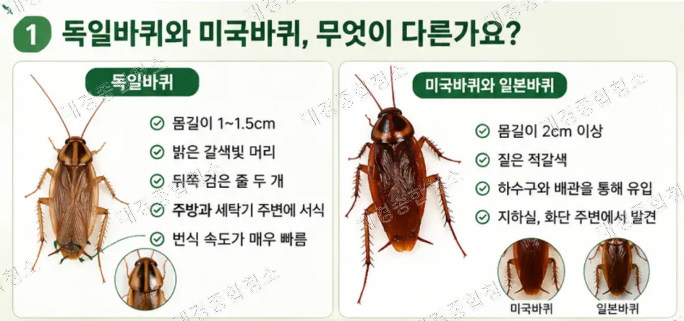 바퀴벌레 종류별 해충 방역 노하우｜독일바퀴 미국바퀴 차이와 방제 기준